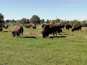 L’Auvergne terre du bison et de la country